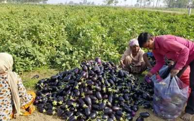 Rich vegetable Harvest